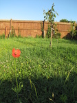 SX18787 Common poppy (Papaver rhoeas) in garden.jpg